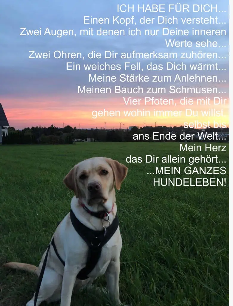 Condolence image of Fur Ramboleinchen❤️⭐️und Quitileinchen❤️⭐️