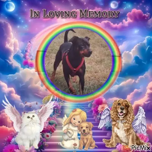 Condolence image of 8.Sternchen⭐️⭐️⭐️Gedenktag❤️
