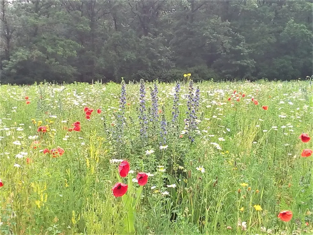 Condolence image of Rosen für Rambo zum 9. Sternchentag