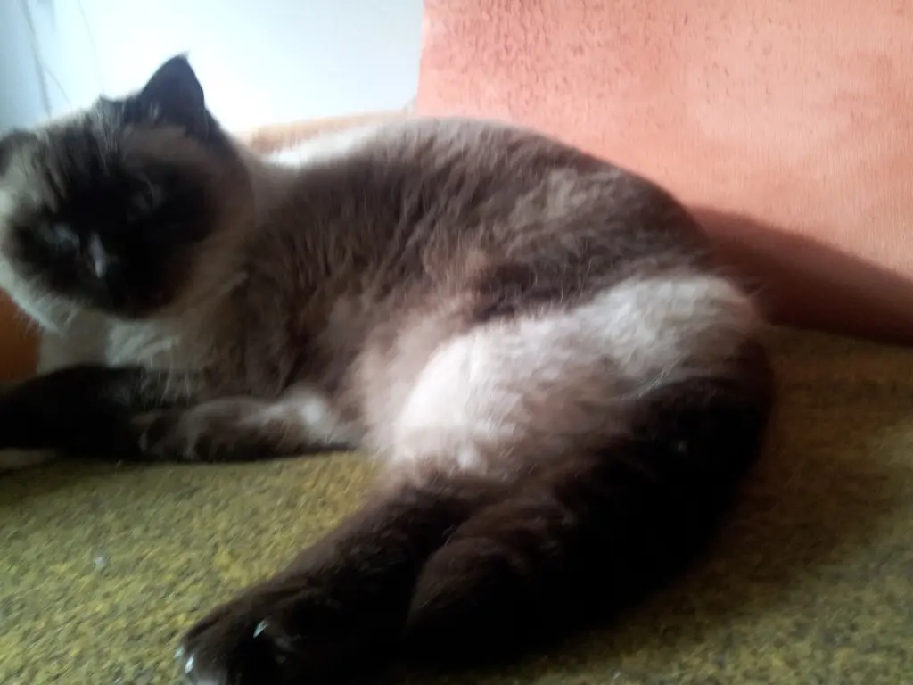 Image from Balu