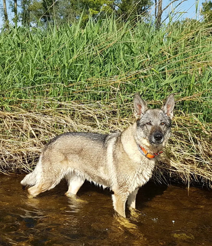 Condolence image of Simone