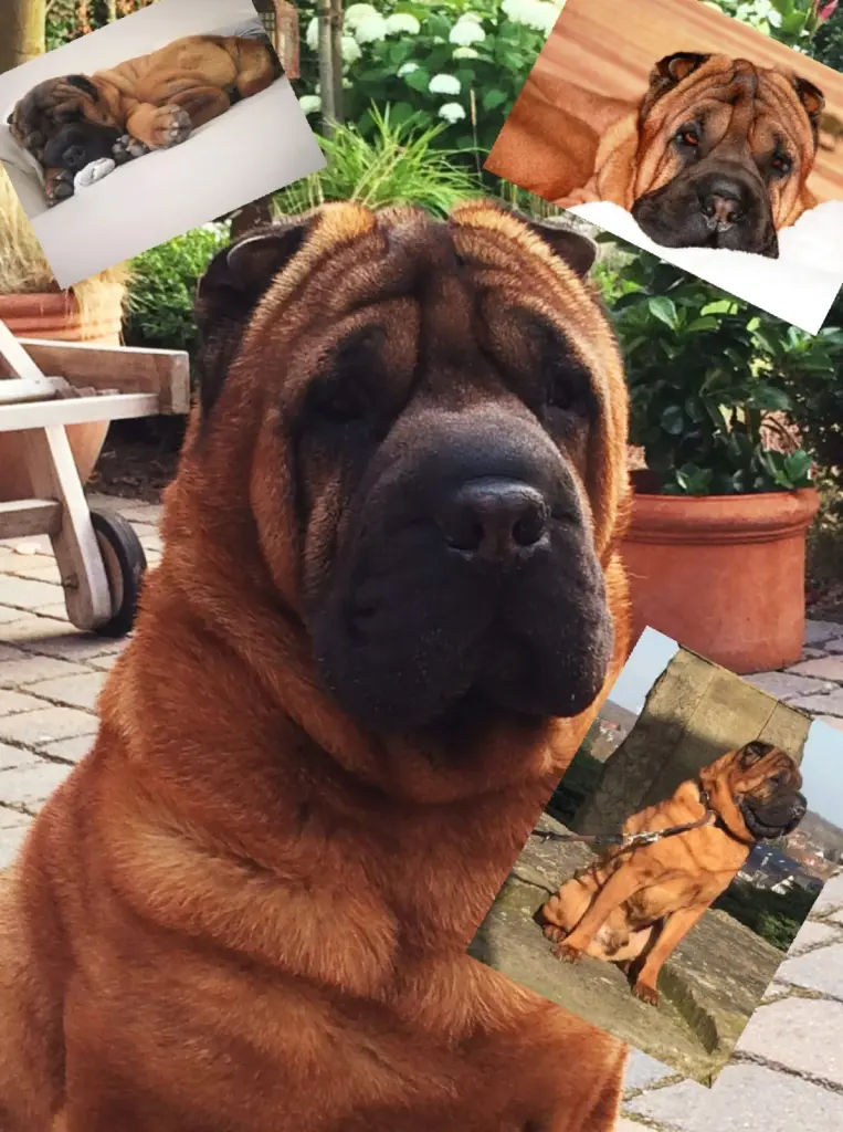 Condolence image of Larissa
