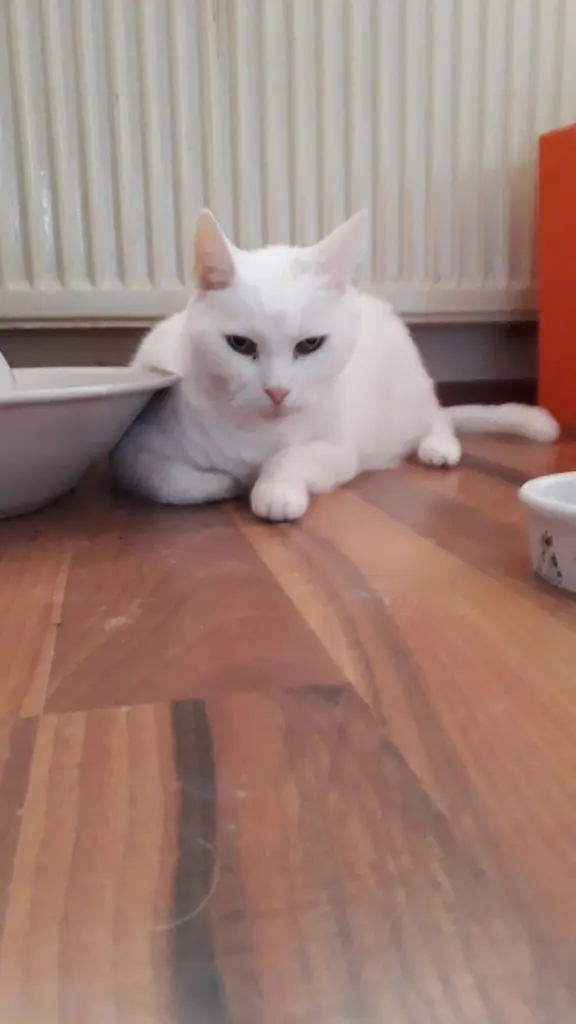 Image from Snowie