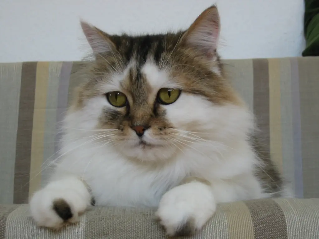 Image from Bobo