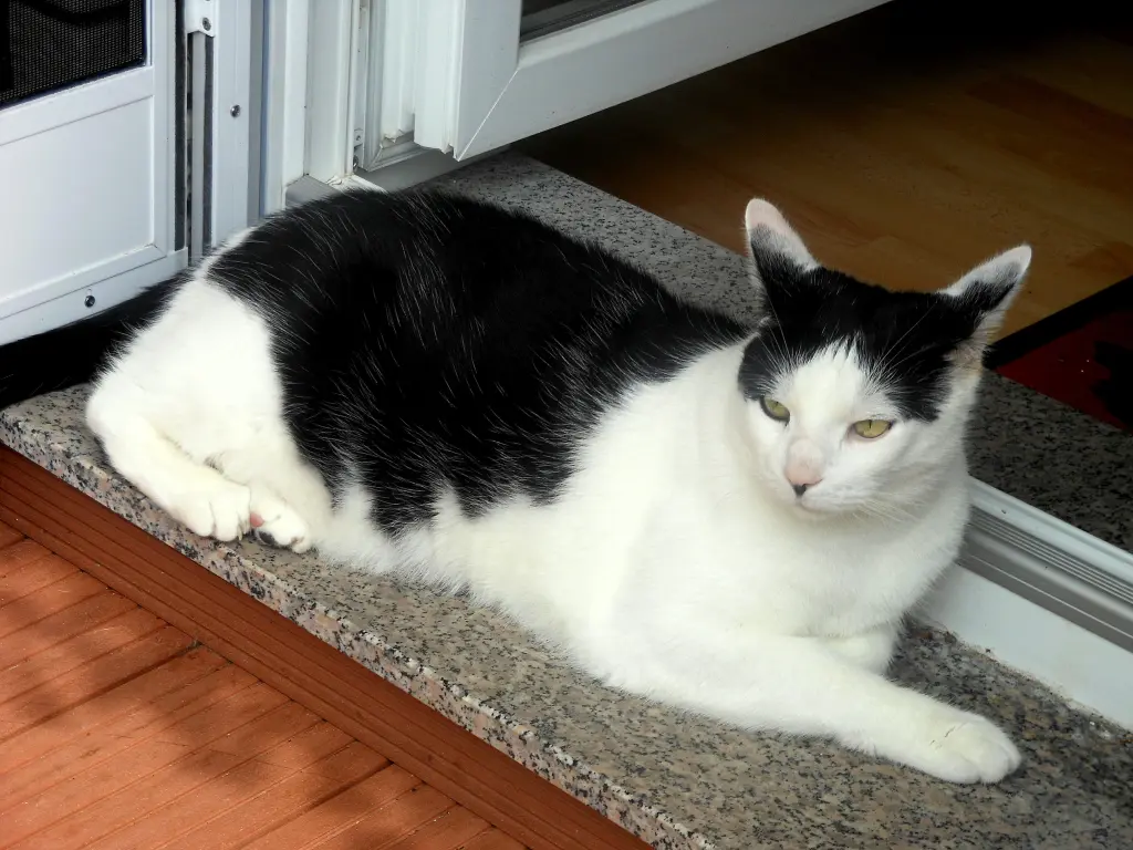Image from Gismo