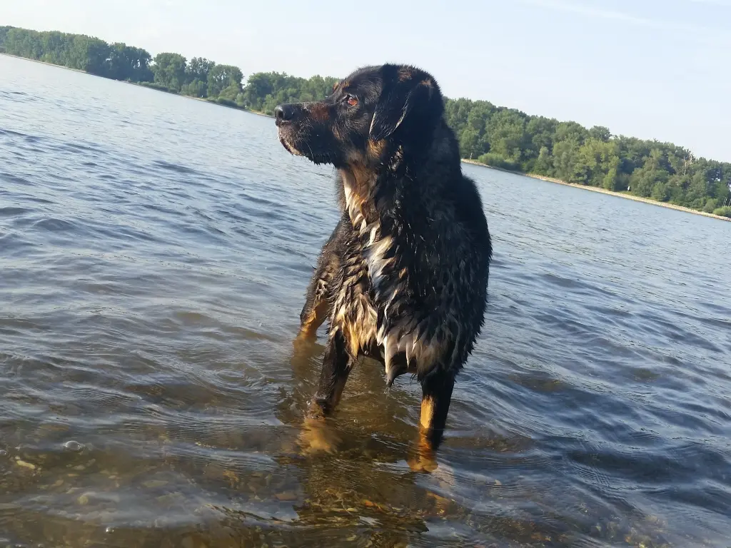 Bild von Chewy