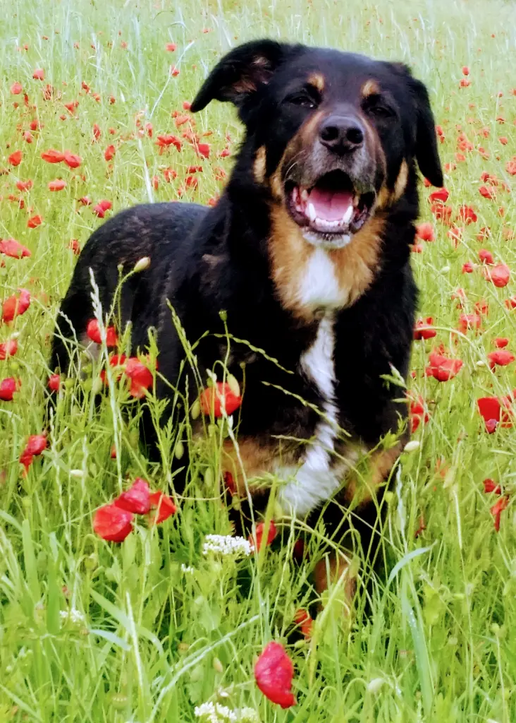 Bild von Chewy
