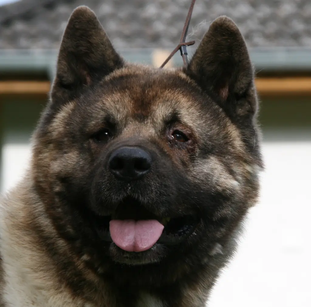 Image from Attila