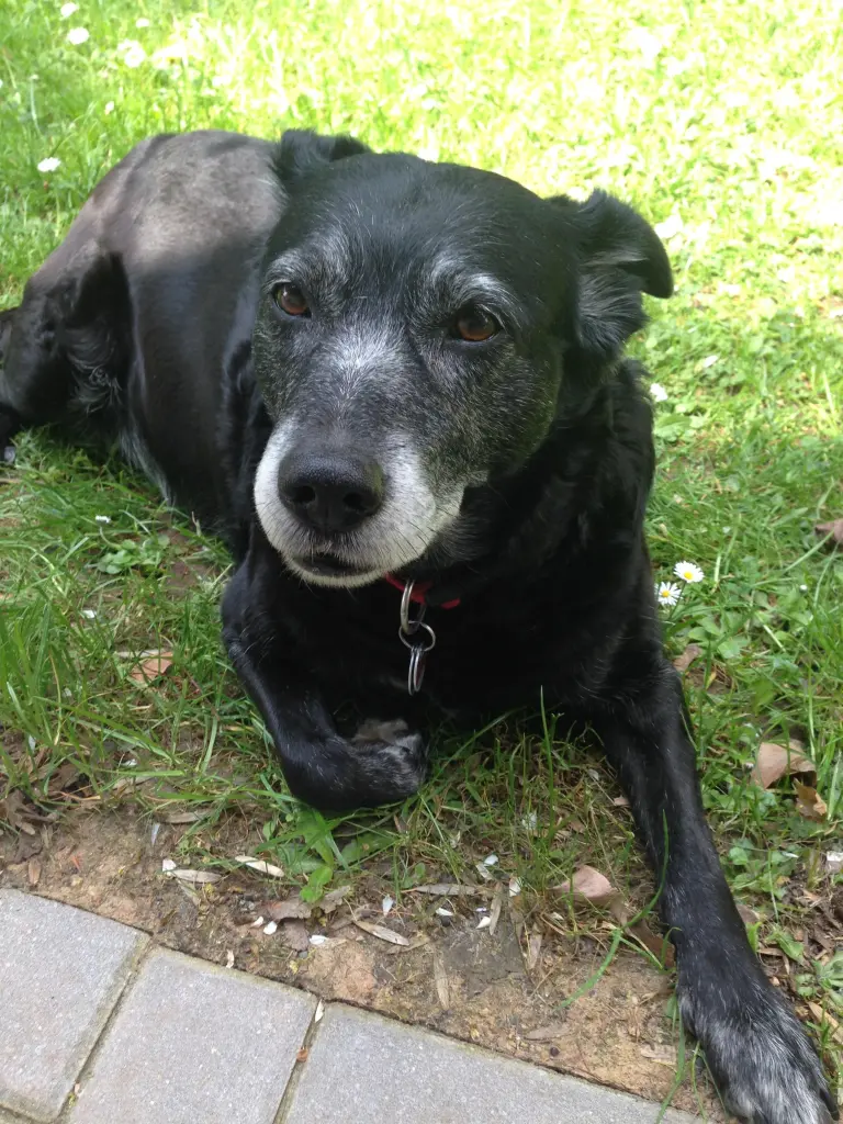 Image from Lola