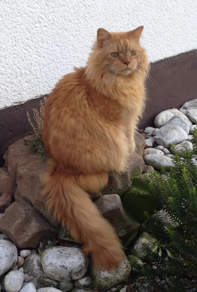Image from Lola