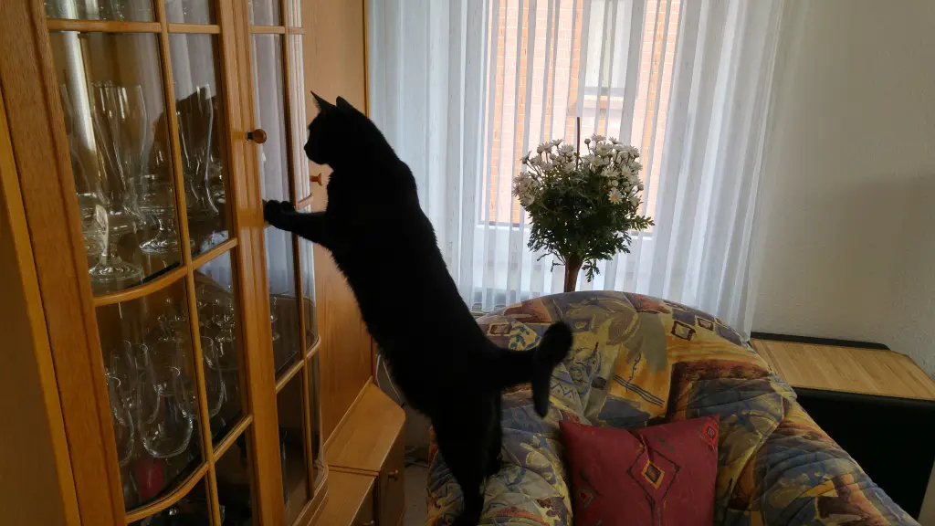 Image from Mira