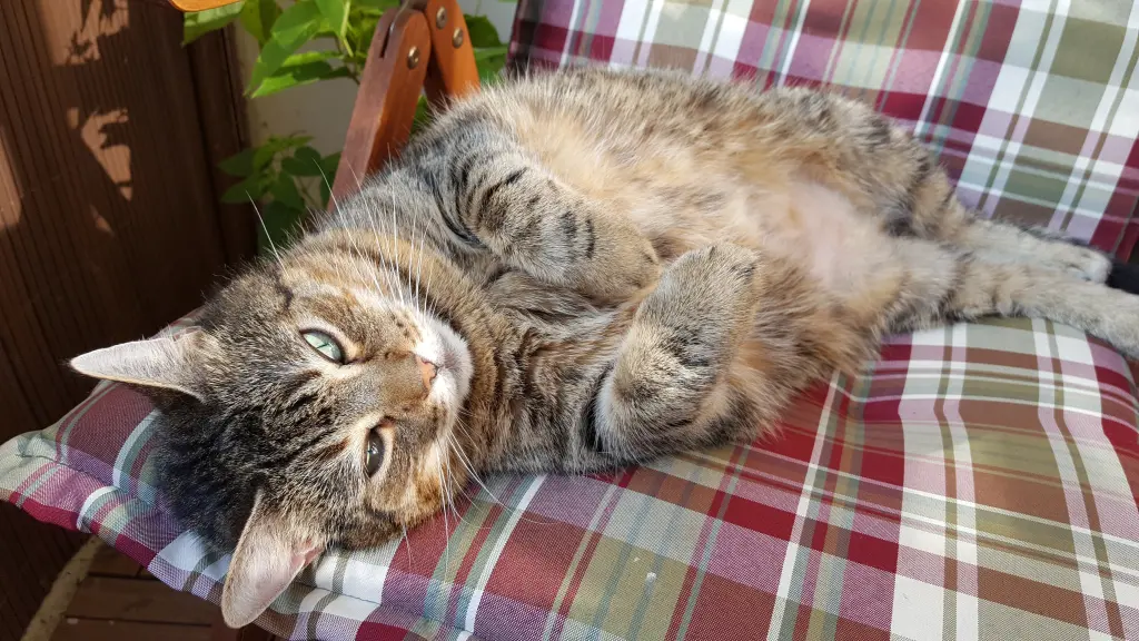 Image from Lilly