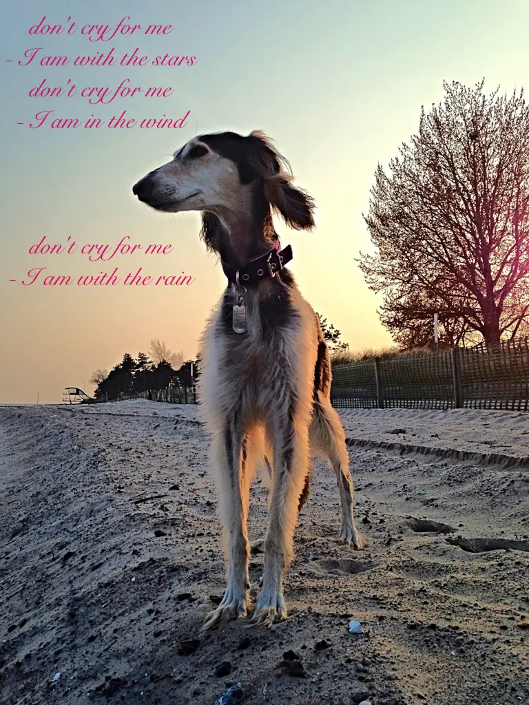 Condolence image of Almut