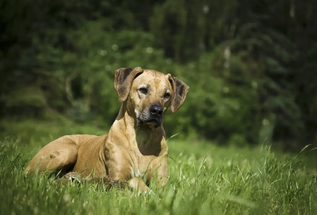 Image from Cinnamon (Manni)