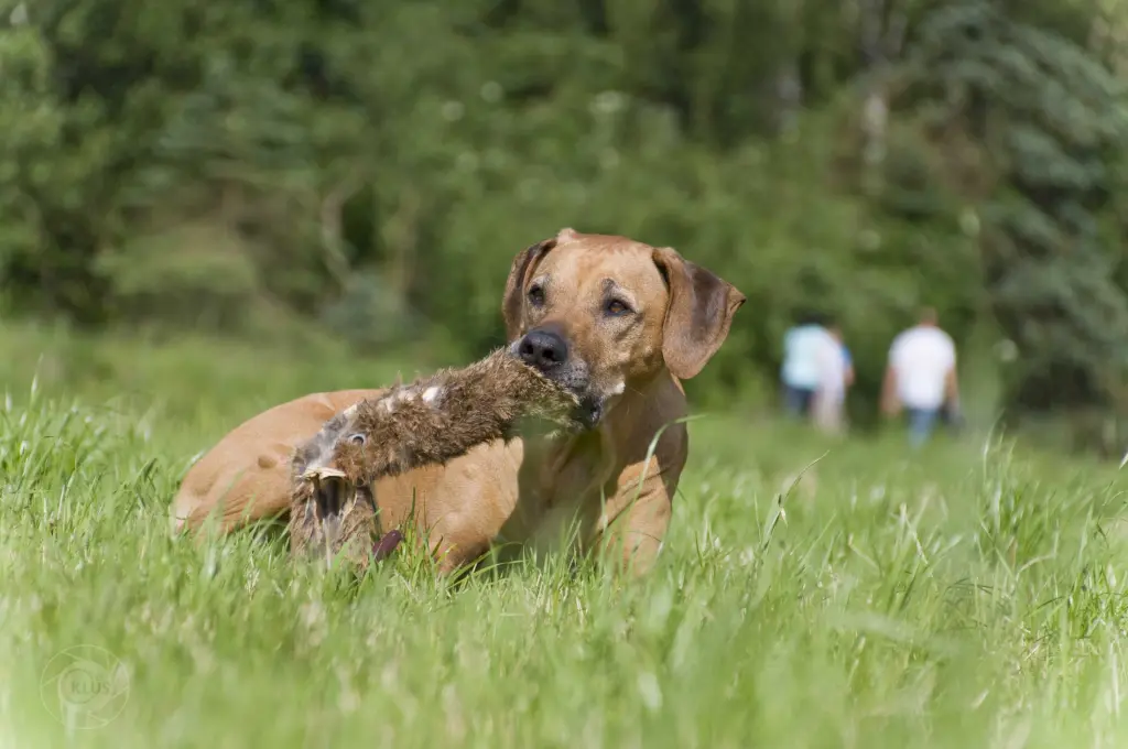 Image from Cinnamon (Manni)