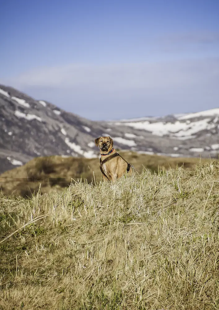 Image from Cinnamon (Manni)
