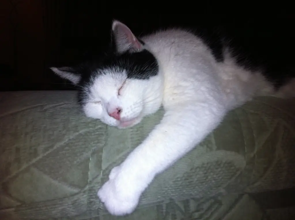 Condolence image of Morli