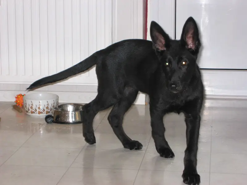 Image from Hexe