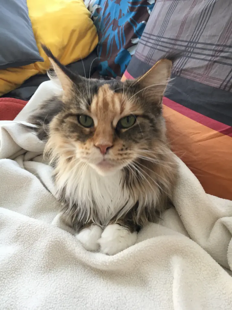 Image from Sookie