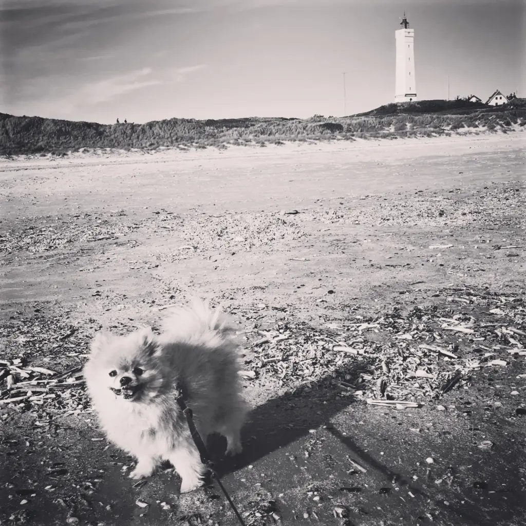 Image from Monty