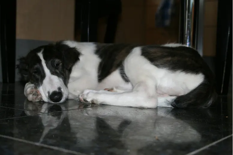 Image from Bogisha
