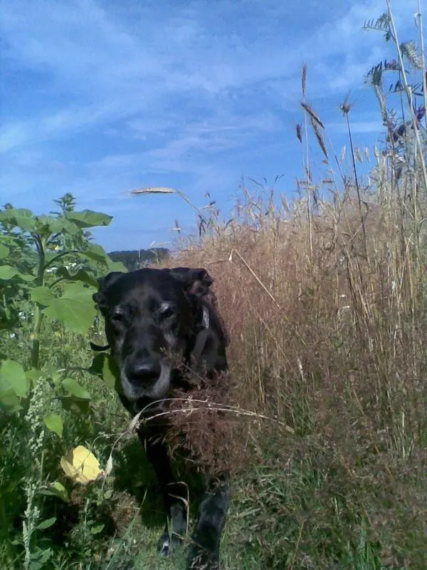 Condolence image of Doro