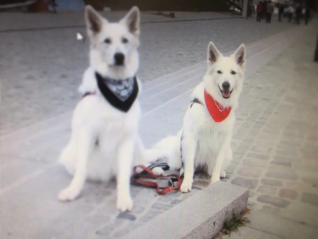 Image from Ronja