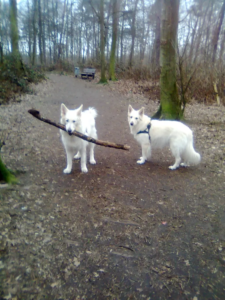 Image from Ronja