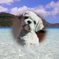 Condolence image of Marika mit Balou und Hippo im Herzen