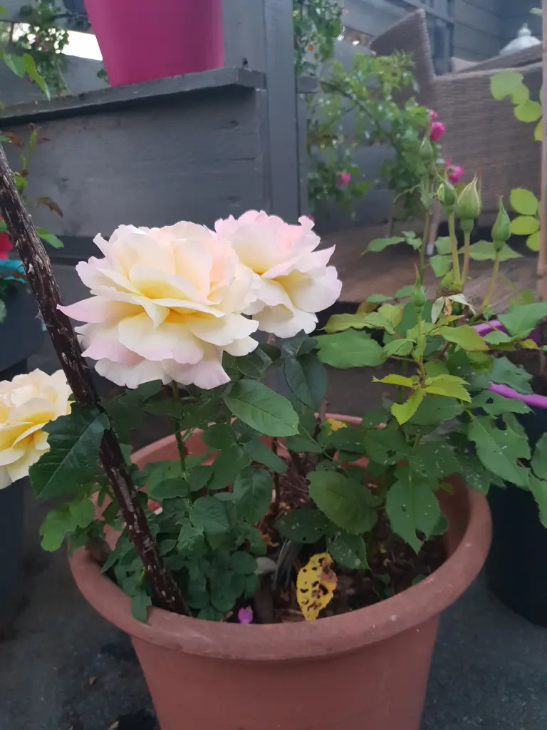 Andachtsbild von Andreas Schroven