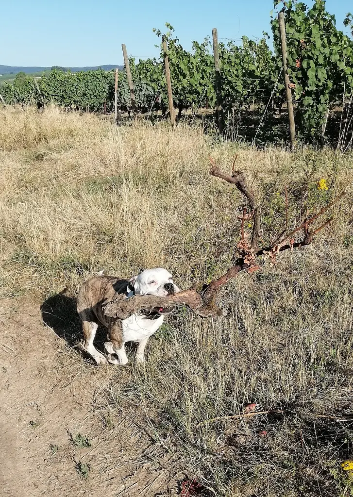 Andachtsbild von Natalie