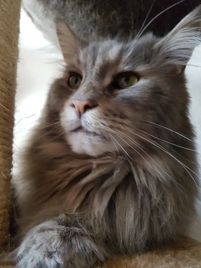 Andachtsbild von Brigitta mit Sam † 13.6.19