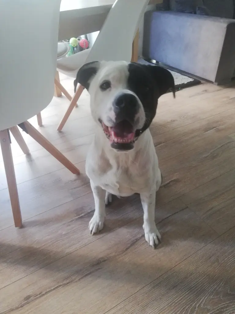 Andachtsbild von Victoria 