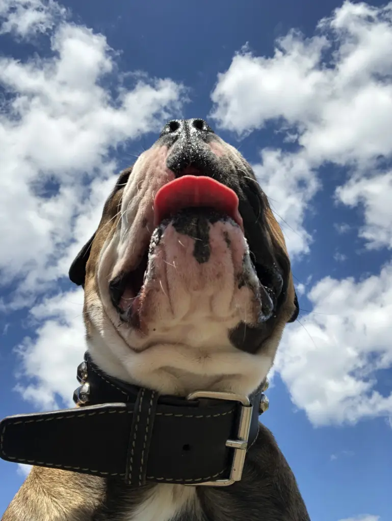 Andachtsbild von Ari Bock