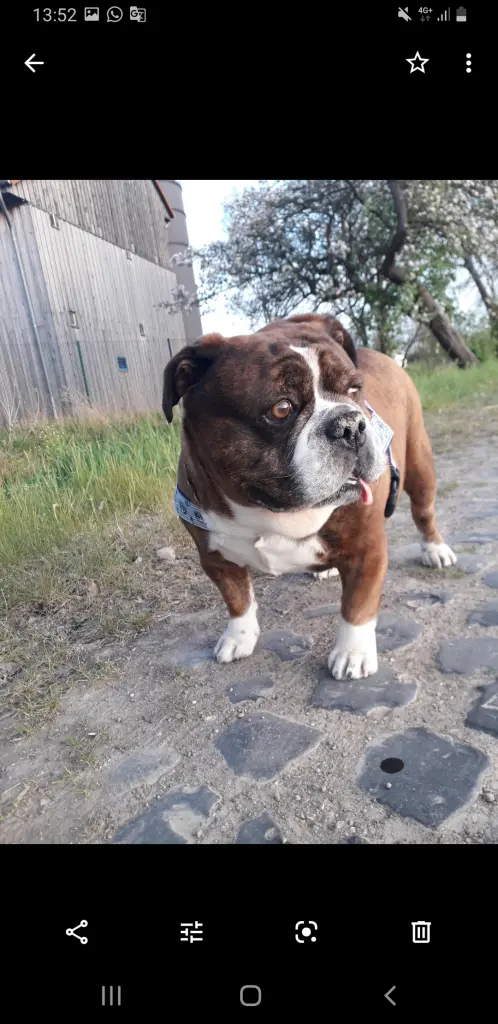 Andachtsbild von Angelika