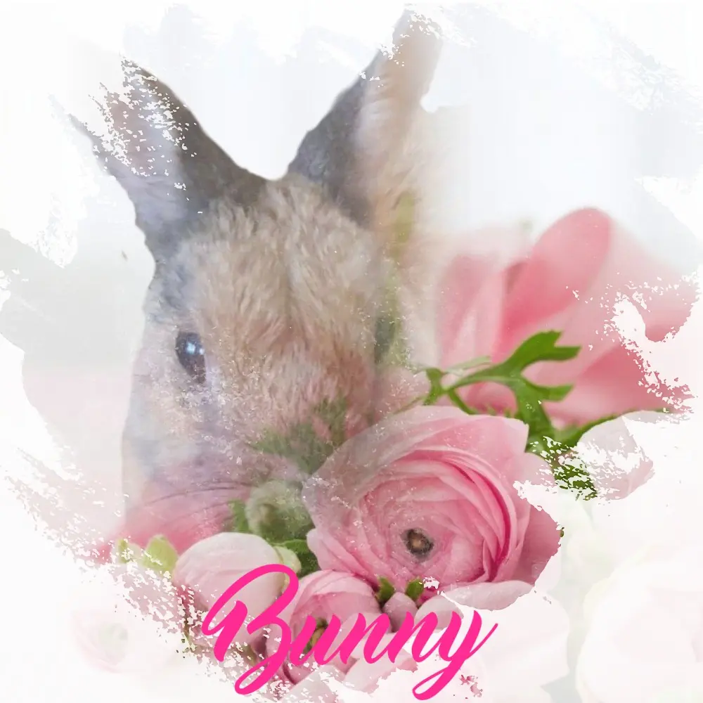 Condolence image of Patricia mit Bunny im ❤ gest. 24.11.2020 