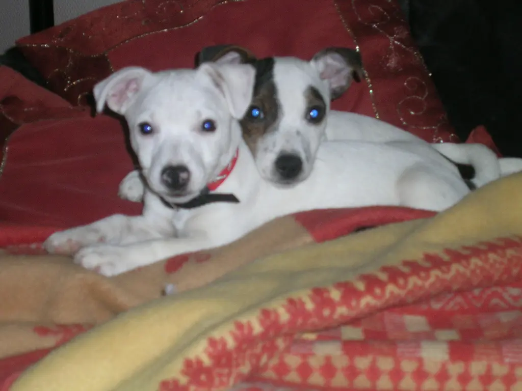 Image from Mylo