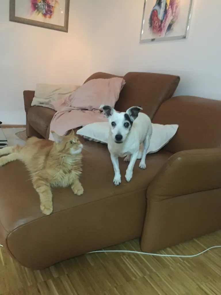 Image from Mylo