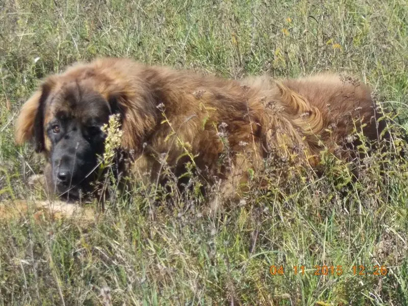 Image from Simba