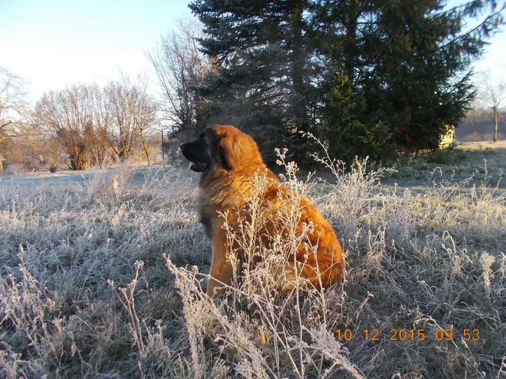 Image from Simba