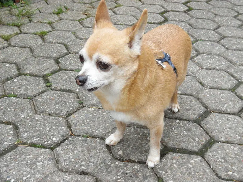 Andachtsbild von Irene mit *Jimmy * für immer im Herzen