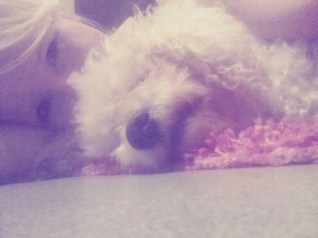 Image from Gismo