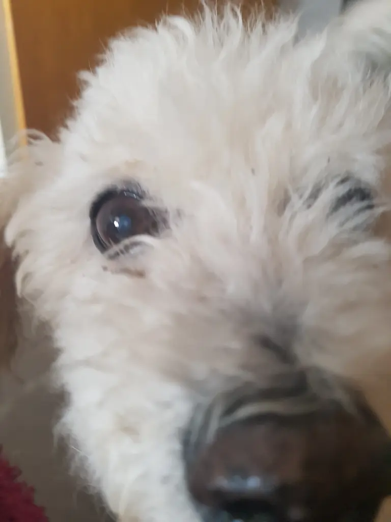 Image from Gismo