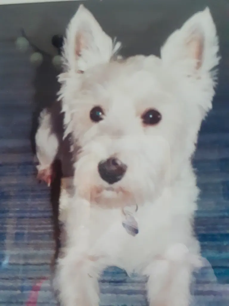 Andachtsbild von Verena mit Olli tief im Herzen ♥️ 29.06.2019⭐️