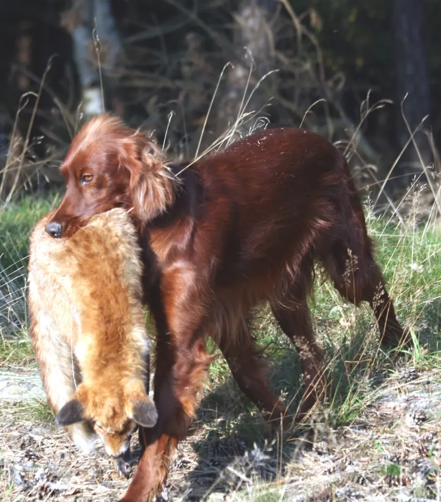 Image from Olga (Lohmann)