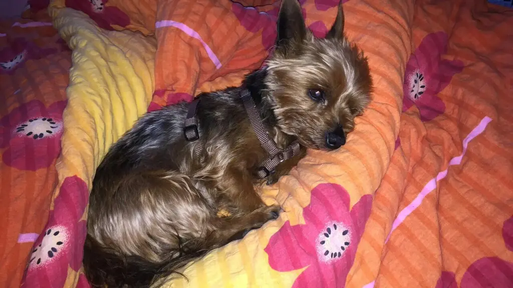 Image from Felix
