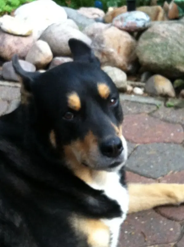 Image from Rocco