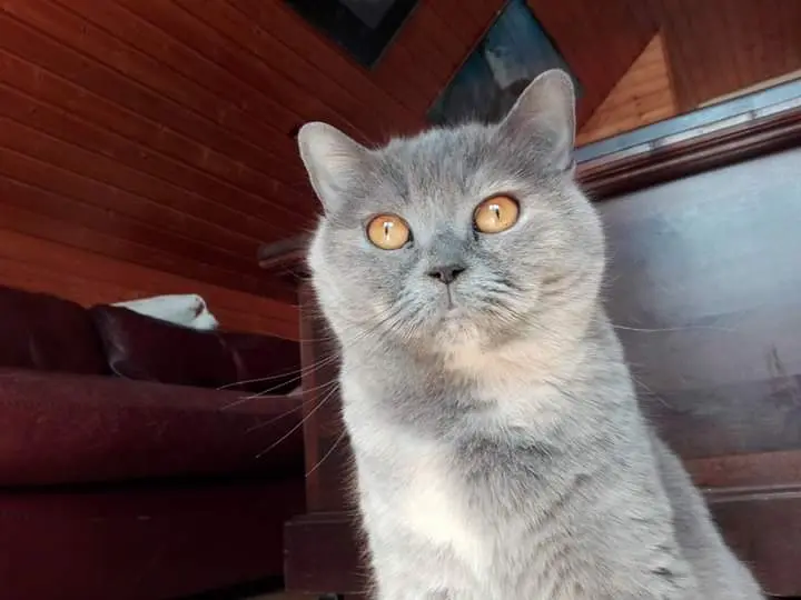 Bild von Annabelle