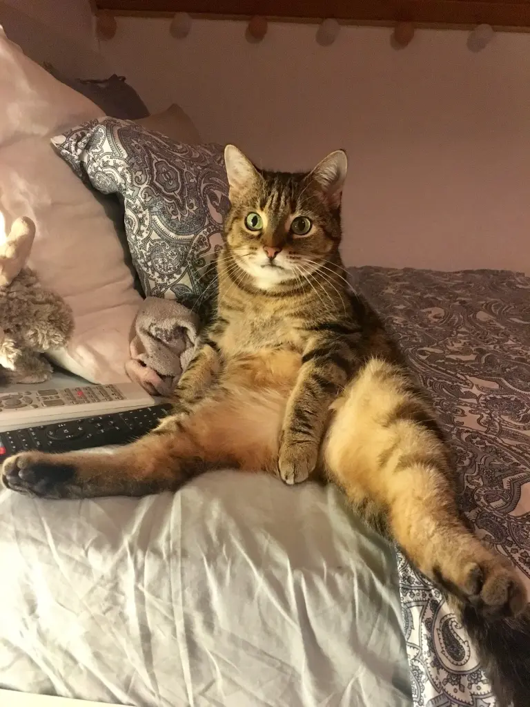 Image from Tiger