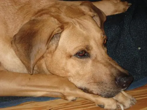Bild von BUDDY